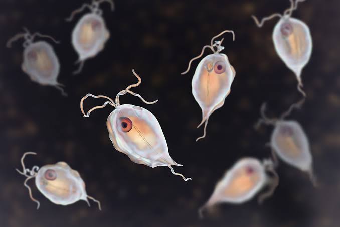 Parasitology
